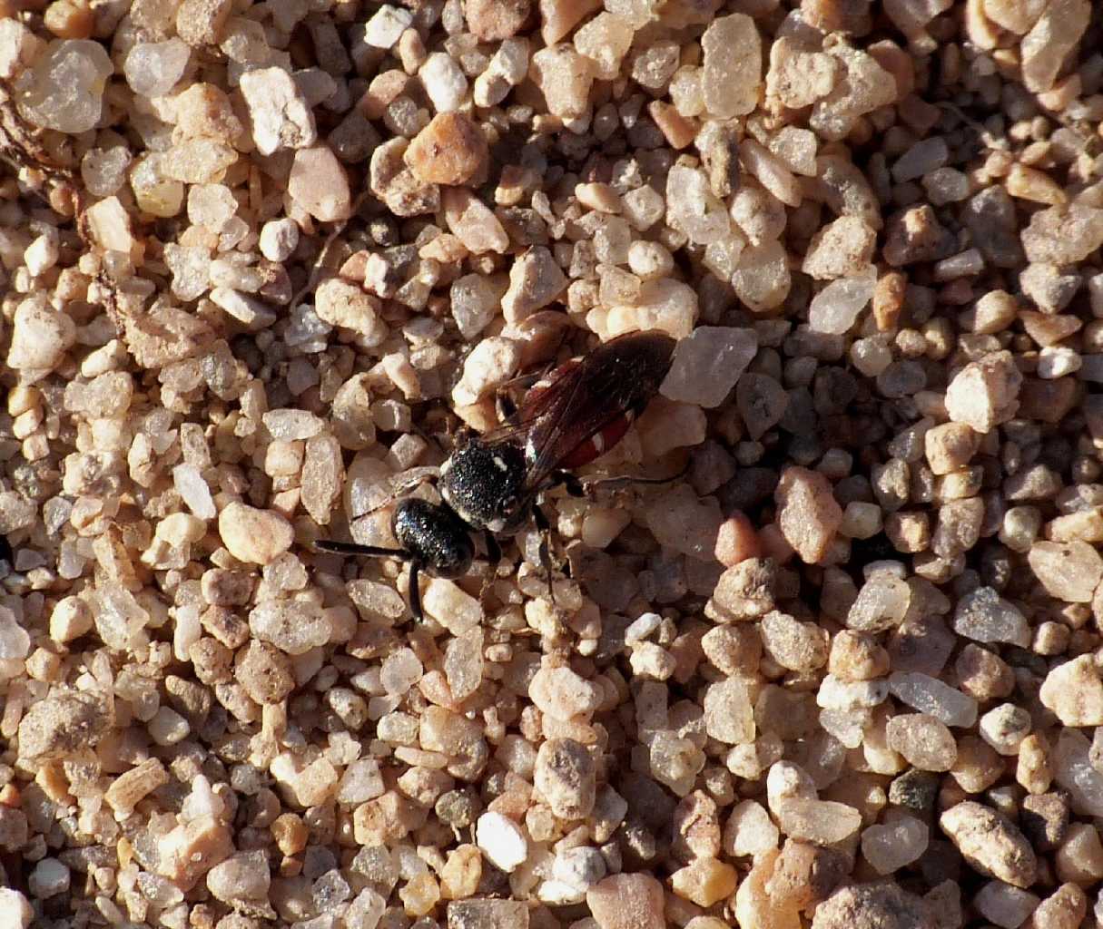 Piccolissimo Crabronidae